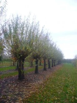 Knotwilg (Salix Alba) -Garden Plants Series Store 20101228131303 13 2