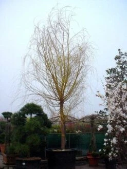 Gele Treurwilg (Salix Babylonica 'Aurea') -Garden Plants Series Store 20101228133308 11