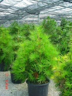 Japanse Parasolden (Sciadopitys Verticilata) -Garden Plants Series Store 20101228133645 7