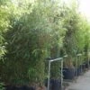 Bamboe (Semiarundinaria Fastuosa) -Garden Plants Series Store 20101228134231 3