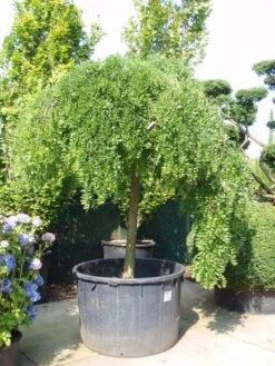 Honingboom (Sophora Japonica 'Pendula') -Garden Plants Series Store 20101228134747 12
