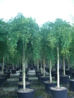 Honingboom (Sophora Japonica 'Pendula') -Garden Plants Series Store 20101228134812 12