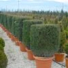 Taxus Als Kubus (Taxus Baccata) -Garden Plants Series Store 20101230131047 2