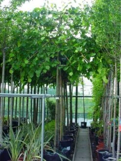 Leilinde (Tilia Vulgaris 'Pallida') -Garden Plants Series Store 20101230140943 12