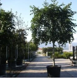 Leilinde (Tilia Vulgaris 'Pallida') -Garden Plants Series Store 20101230140955 12