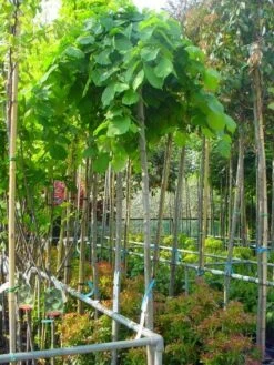 Treuriep (Ulmus Glabra 'Pendula') -Garden Plants Series Store 20101231141953 7