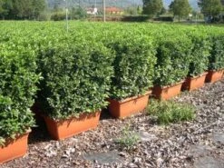 Sneeuwbal Meeneemhaag (Viburnum Tinus 'Eve Price')