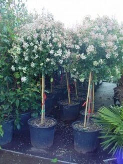 Sneeuwbal Op Stam (Viburnum Tinus 'Eve Price') -Garden Plants Series Store 20110102183216 4 1