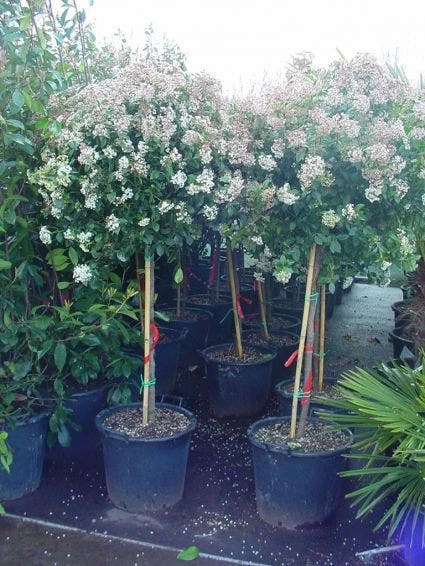 Sneeuwbal Op Stam (Viburnum Tinus 'Eve Price') 5 Sneeuwbal Op Stam (Viburnum Tinus 'Eve Price') - Image 3