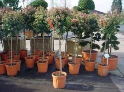 Sneeuwbal Op Stam (Viburnum Tinus 'Eve Price') -Garden Plants Series Store 20110102183229 4 1