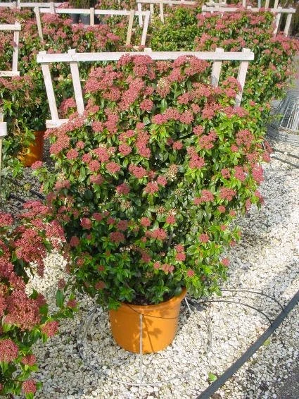 Sneeuwbal, Leivorm (Viburnum Tinus 'Eve Price ') 3 Sneeuwbal, Leivorm (Viburnum Tinus 'Eve Price ')