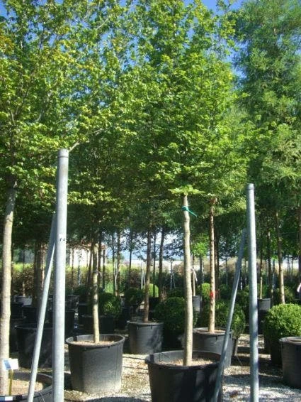 Haagbeuk Als Boom (Carpinus Betulus) 3 Haagbeuk Als Boom (Carpinus Betulus)