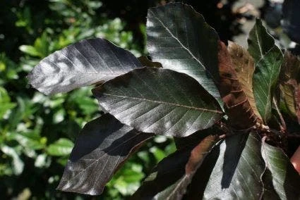 Rode Beuk Als Leiboom (Fagus Sylvatica 'Atropurpurea') 4 Rode Beuk Als Leiboom (Fagus Sylvatica 'Atropurpurea') - Image 2