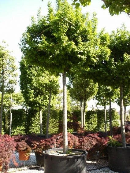 Haagbeuk Als Dakboom (Carpinus Betulus) 4 Haagbeuk Als Dakboom (Carpinus Betulus) - Image 2