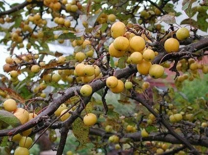 Sierappel Als Leiboom (Malus 'Golden Hornet') 4 Sierappel Als Leiboom (Malus 'Golden Hornet') - Image 2