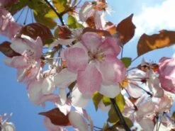 Sierappel Als Leiboom (Malus 'Rudolf') 7 Sierappel Als Leiboom (Malus 'Rudolf') -Garden Plants Series Store 20110201105708 3 1