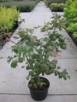 Japanse Esdoorn (Acer Japonicum 'Aconitifolium') -Garden Plants Series Store 20110214171717 10