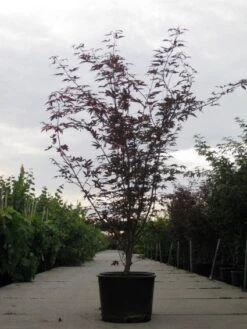 Japanse Esdoorn (Acer Palmatum 'Fireglow') -Garden Plants Series Store 20110215151240 11