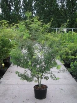 Japanse Esdoorn (Acer Palmatum 'Seiryu') -Garden Plants Series Store 20110215152040 6