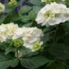 Hortensia (Hydrangea 'Endless Summer The Bride') -Garden Plants Series Store 20110622190216 2 1