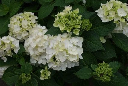 Hortensia (Hydrangea 'Endless Summer The Bride') 4 Hortensia (Hydrangea 'Endless Summer The Bride') - Image 2