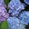 Hortensia (Hydrangea 'Endless Summer' Blauw) -Garden Plants Series Store 20110702112219 2 1