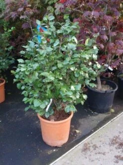 Camelia (Camellia, Wit) -Garden Plants Series Store 20110919164930 5 1