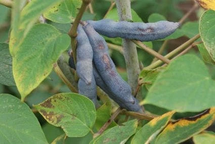 Augurkenstruik (Decaisnea Fargesii) 3 Augurkenstruik (Decaisnea Fargesii)