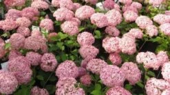 Hortensia (Hydrangea 'Pink Annabelle') -Garden Plants Series Store 20111219093740 1