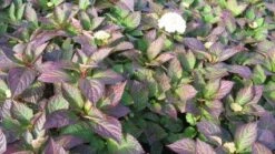 Hortensia (Hydrangea 'Preziosa') -Garden Plants Series Store 20120110135240 2 1