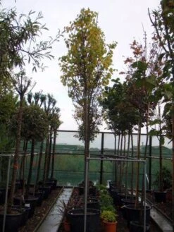 Judasboom (Cercis Siliquastrum) -Garden Plants Series Store 20120110164015 10 1