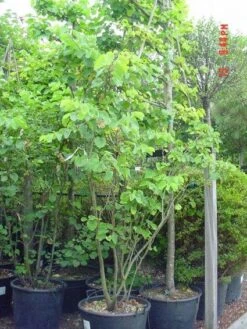 Judasboom Als Struik (Cercis Siliquastrum) -Garden Plants Series Store 20120110165223 8