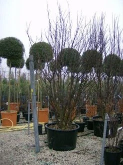 Judasboom Als Struik (Cercis Siliquastrum) -Garden Plants Series Store 20120110165233 8