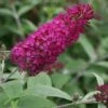 Vlinderstruik (Buddleja 'Miss Ruby')
