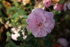Trosroos (Rosa 'Bonica 82') -Garden Plants Series Store 20120128144403 1