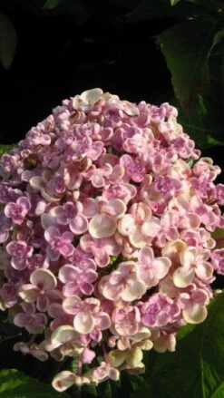 Seringhortensia (Hydrangea Macrophylla 'Ayesha') -Garden Plants Series Store 20120202134624 2 1