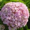 Seringhortensia (Hydrangea Macrophylla 'Ayesha') -Garden Plants Series Store 20120202134725 2 1