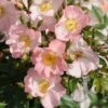 Miniklimroos (Rosa 'Open Arms') -Garden Plants Series Store 20120207105027 1