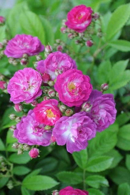 Miniklimroos (Rosa 'Perennial Blue') 4 Miniklimroos (Rosa 'Perennial Blue') - Image 2