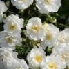 Miniklimroos (Rosa 'Guirlande D'Amour') -Garden Plants Series Store 20120207145857 1 1