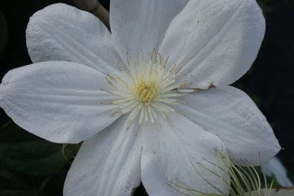 Bosrank (Clematis 'Madame Le Coultre') 8 Bosrank (Clematis 'Madame Le Coultre') - Image 6