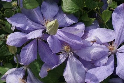 Bosrank (Clematis 'Mrs Cholmondeley') 7 Bosrank (Clematis 'Mrs Cholmondeley') - Image 5