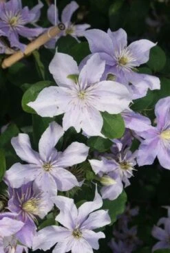 Bosrank (Clematis 'Justa') -Garden Plants Series Store 20120211142234 1