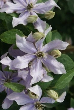 Bosrank (Clematis 'Justa') -Garden Plants Series Store 20120211142323 1 1