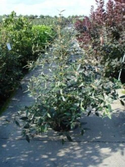 Sneeuwbal (Viburnum Bodnantense 'Dawn') -Garden Plants Series Store 20120213095450 1 1