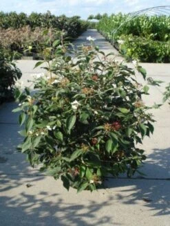 Sneeuwbal (Viburnum Plicatum 'Watanabe') -Garden Plants Series Store 20120213095627 8