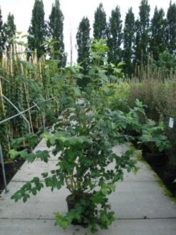 Sneeuwbal (Viburnum Opulus 'Roseum') -Garden Plants Series Store 20120213095949 9 1