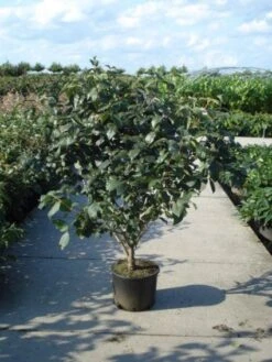 Sneeuwbal (Viburnum Carlcephalum) -Garden Plants Series Store 20120213100404 11