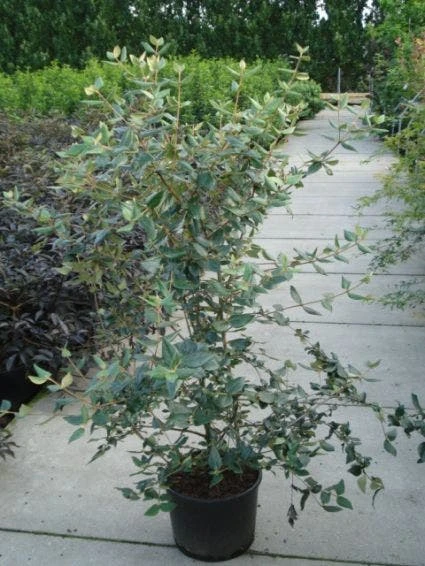 Sneeuwbal (Viburnum Burkwoodii) 5 Sneeuwbal (Viburnum Burkwoodii) - Image 3