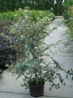 Sneeuwbal (Viburnum Burkwoodii) -Garden Plants Series Store 20120213100608 14